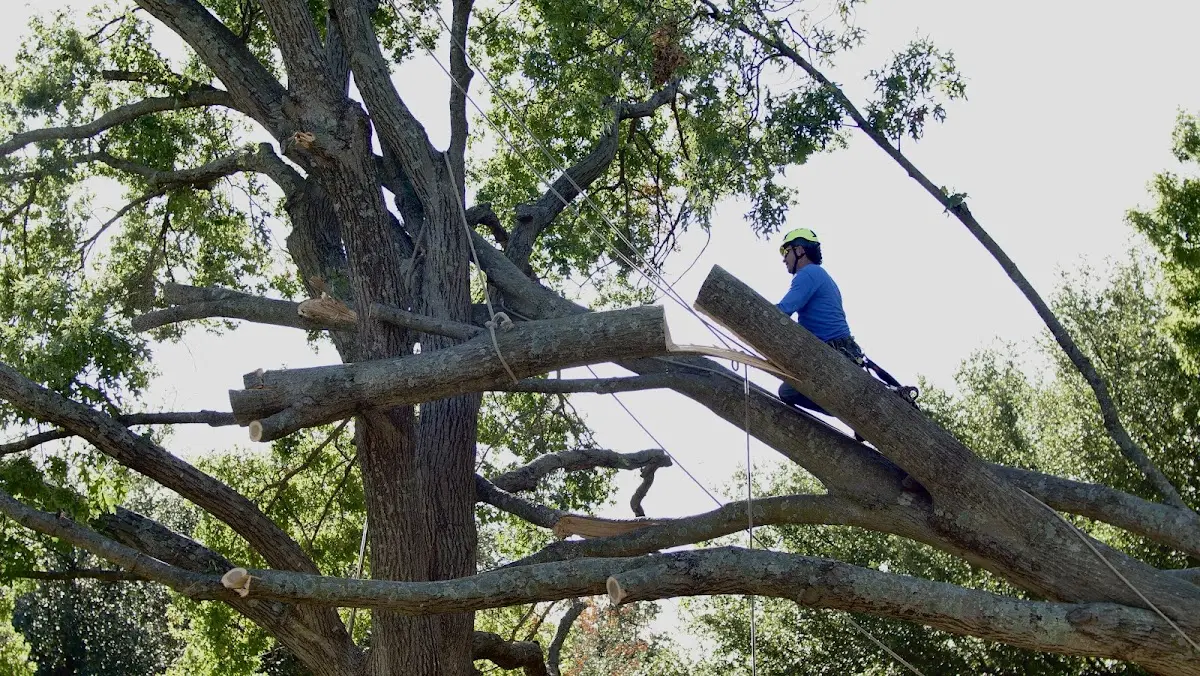 Professional Hazardous Tree Removal performed by certified arborists in Hendley
